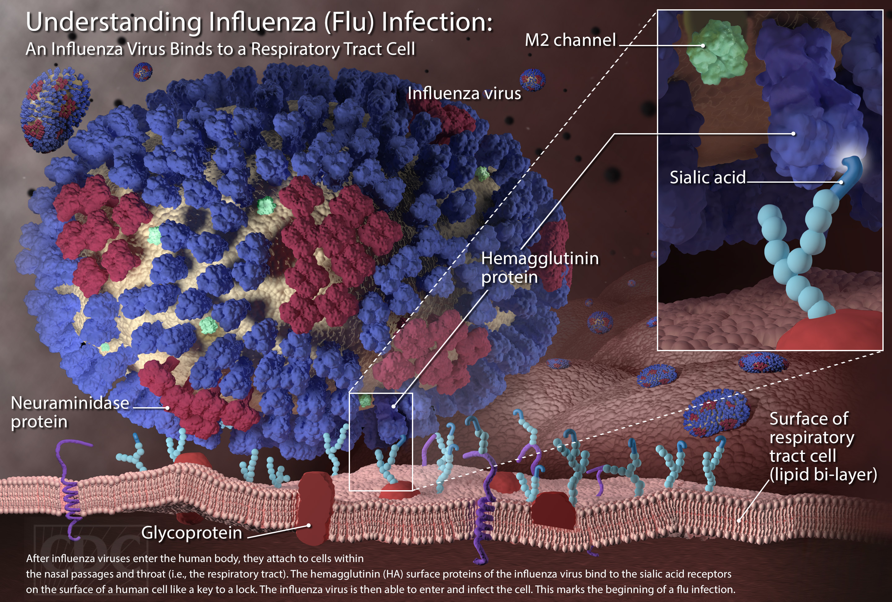 Flu season 2015 graphic of CDC